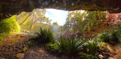 Behind the Falls - Springbrook National Park - QLD T (PB5D 00 4200)